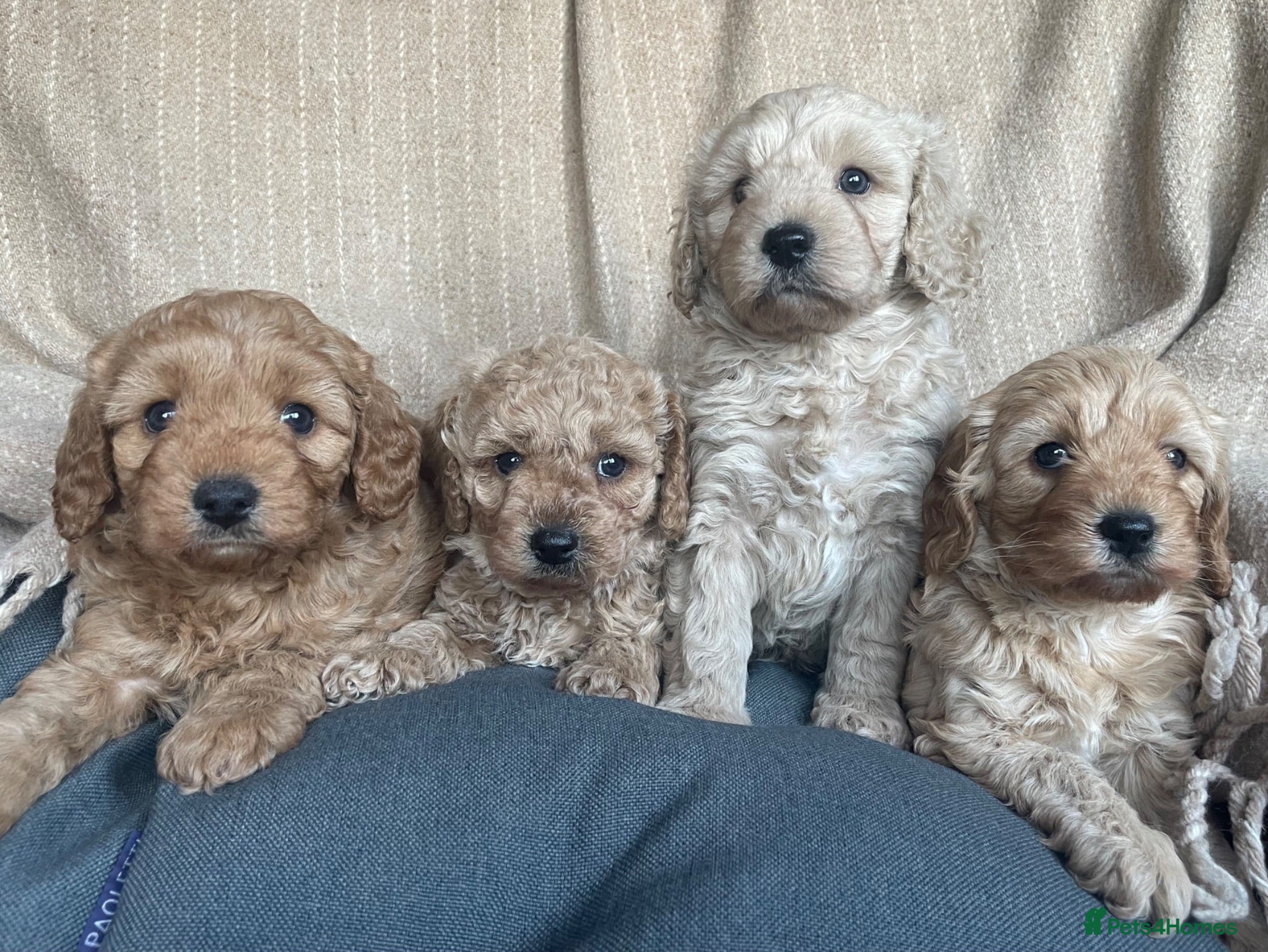 Cavapoochon dogs Beautiful Cavapoochon Puppies - Advert 1