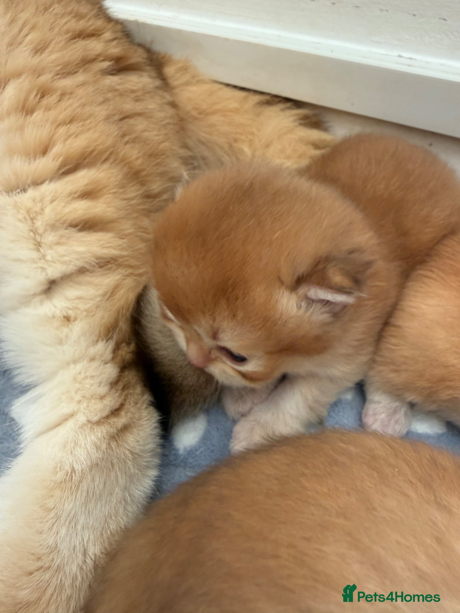 British Shorthair cats GCCF reg Chocolate And Black Golden Kittens - Advert 2