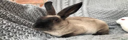 Rex rabbits for sale: Pure breed velvet mini and standard Rex rabbits - Advert 3