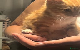 Domestic Shorthair cats for sale: Orange Fluffballs 💕💕 - Image 4