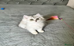 Persian cats for sale: Persian Chinchilla Kittens ready for Loving Homes! - Image 6