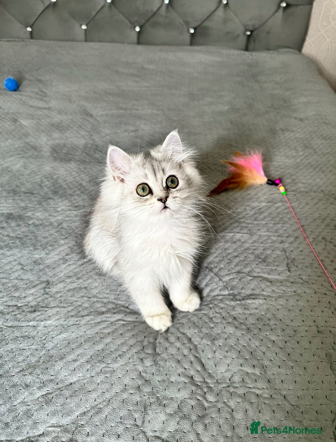 Persian cats for sale: Persian Chinchilla Kittens ready for Loving Homes! - Image 6
