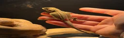 Bearded Dragon reptiles for sale: Trans Hypo Bearded Dragons - Advert 27