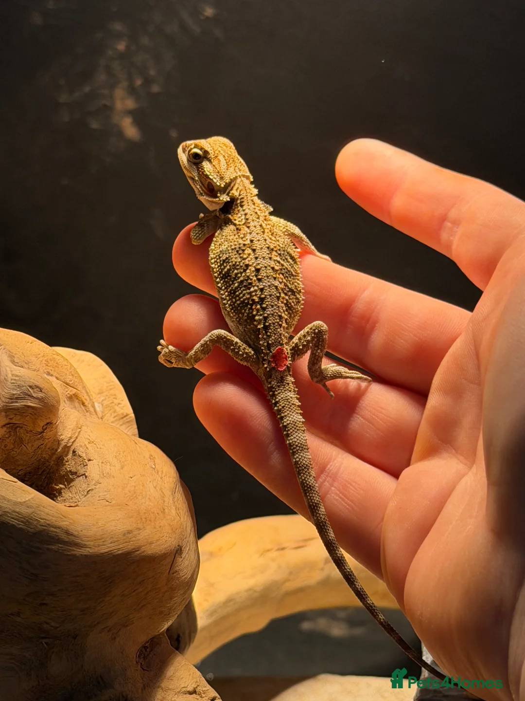 Bearded Dragon reptiles for sale: Trans Hypo Bearded Dragons - Advert 27