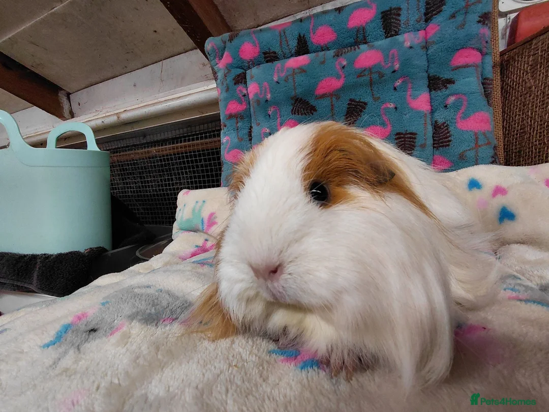 Guinea Pig rodents for sale: Young Adult Longhaired Sows For Retirement Homes  - Advert 2
