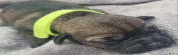 Border Terrier dogs for sale: Beautiful Kc registered Border Terrier Puppies  in Barnsley - Advert 4