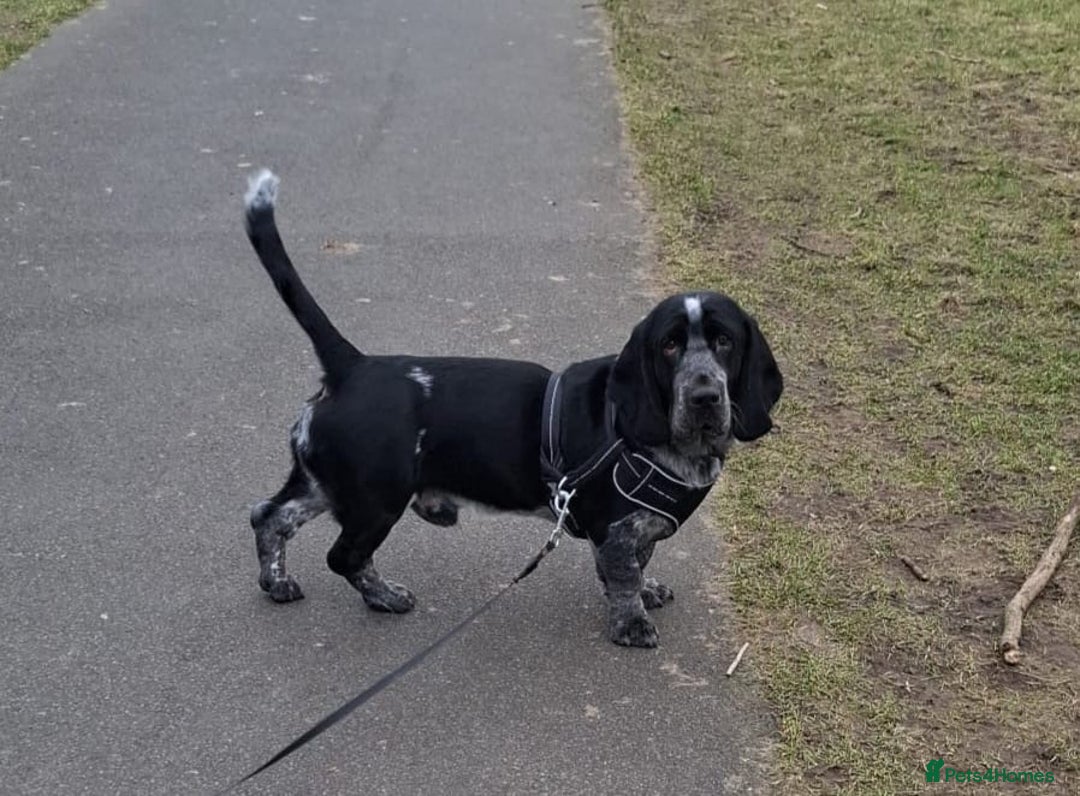 Mixed Breed dogs for sale: Hush puppies! - Advert 3