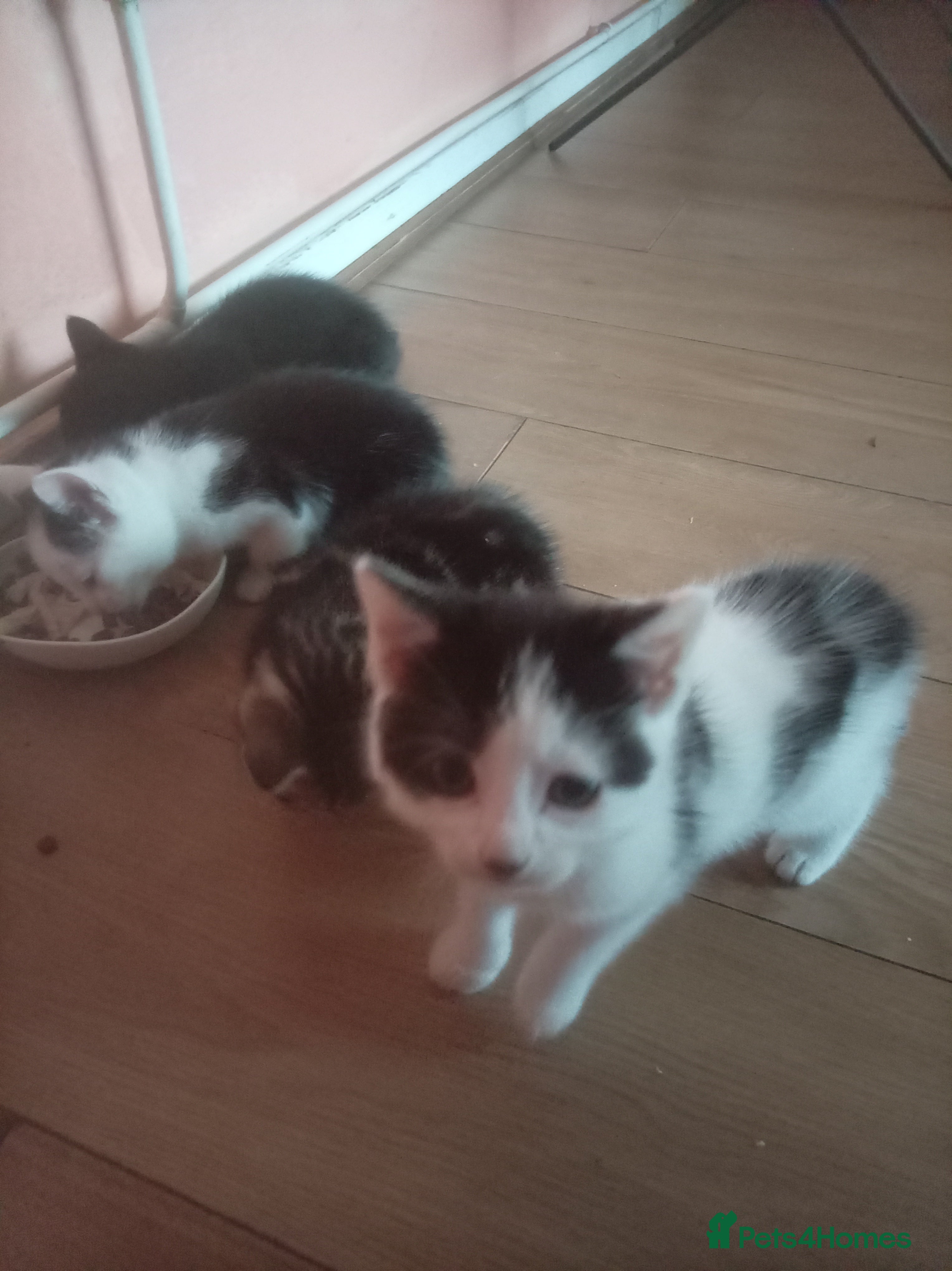 Mixed Breed cats for sale: Kitten  - Advert 4