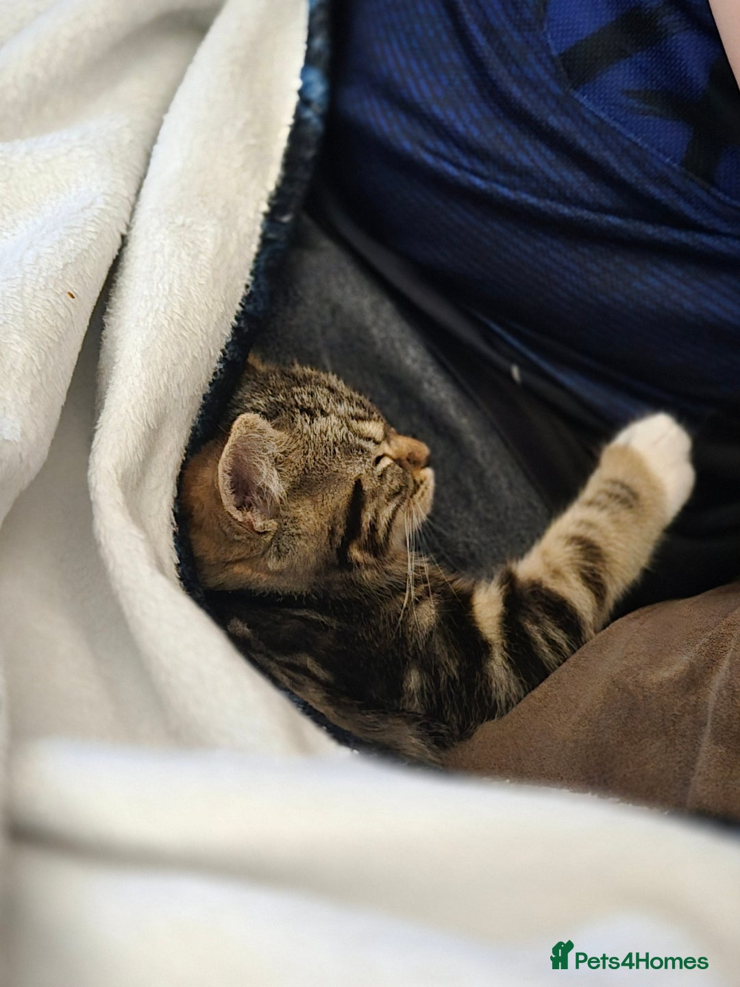 Mixed Breed cats for sale: Kitten  - Advert 4