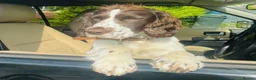 Sprocker dogs for sale: Sprocker Spaniels  in Consett - Advert 11