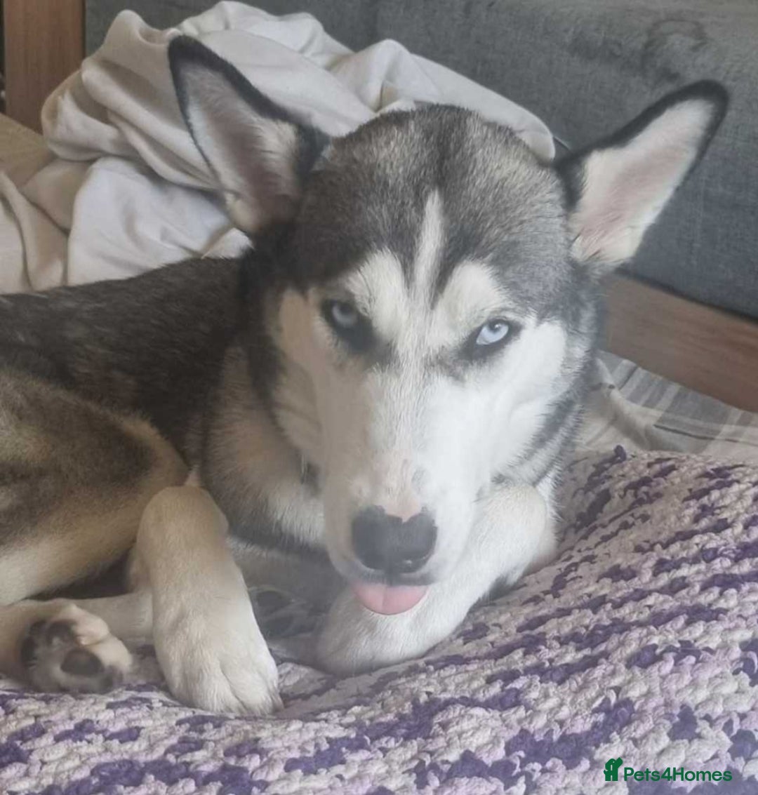 Siberian Husky dogs for sale: Can you give Dutchess the home she deserves? - Image 4