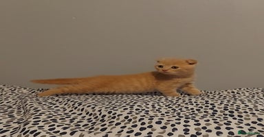 British Shorthair cats - Advert 13