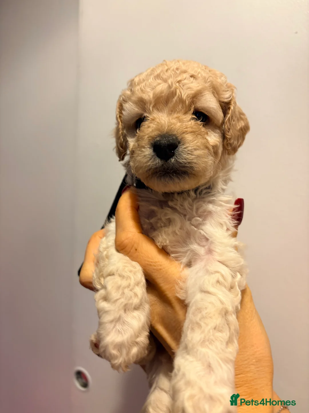 Cockapoo dogs for sale: F1B cockapoos last boy left  - Advert 9