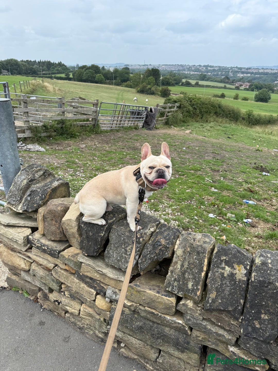 French Bulldog dogs for sale: French bull dog - Image 2