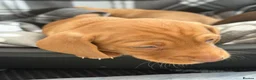 Miniature Dachshund dogs for sale:  * Rare * Stunning chunky Dachshund Fawn Boy -  - Advert 5