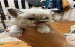 Ragdoll cats for sale: Beautiful Blue Point Ragdoll kittens - Image 11