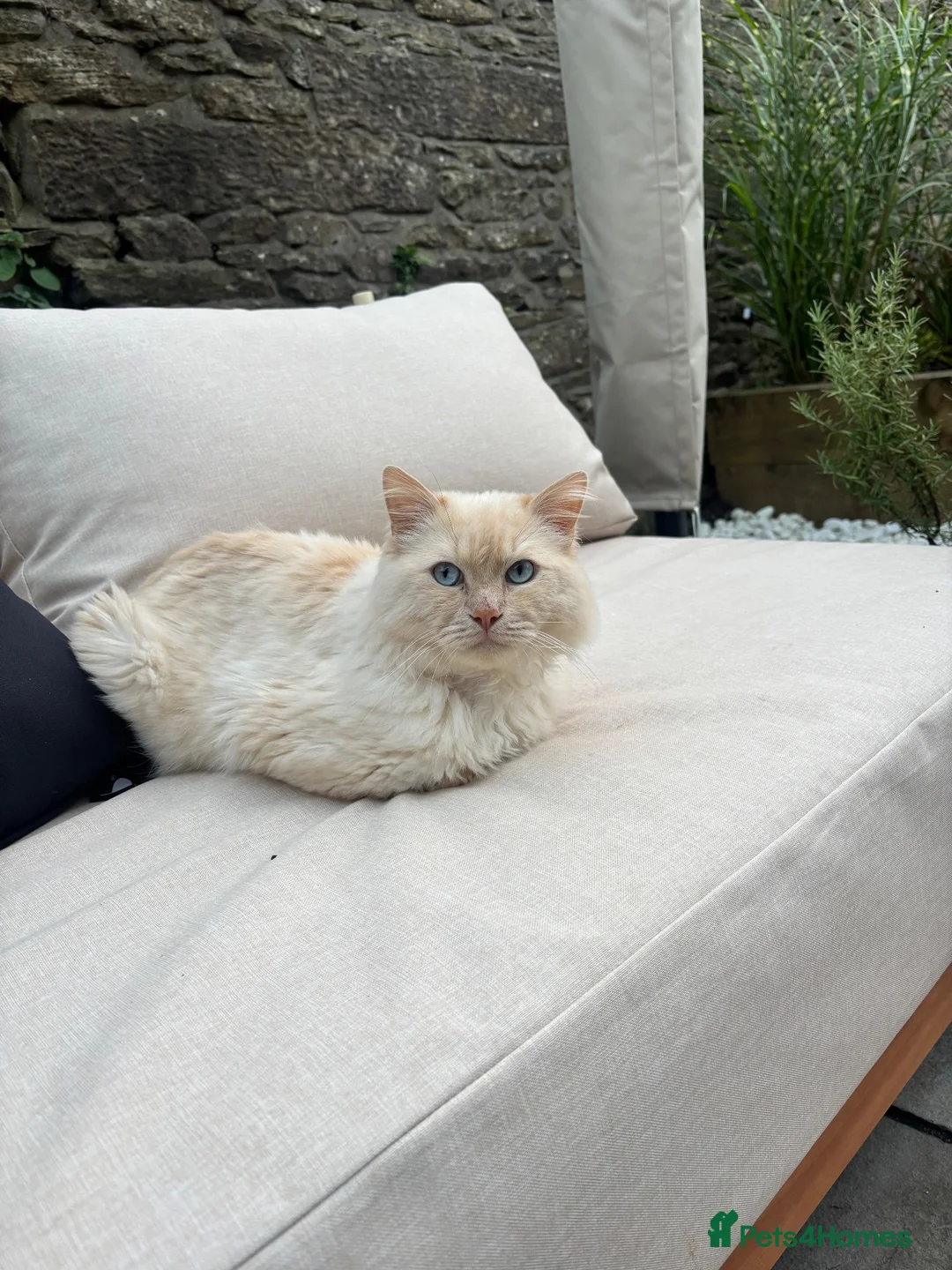 Ragdoll cats for sale: Male ragdoll - Advert 2