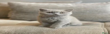 British Shorthair Kitten 2