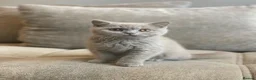 British Shorthair cats for sale: Champion lines🏆 Pedigree British Shorthairs - Advert 3