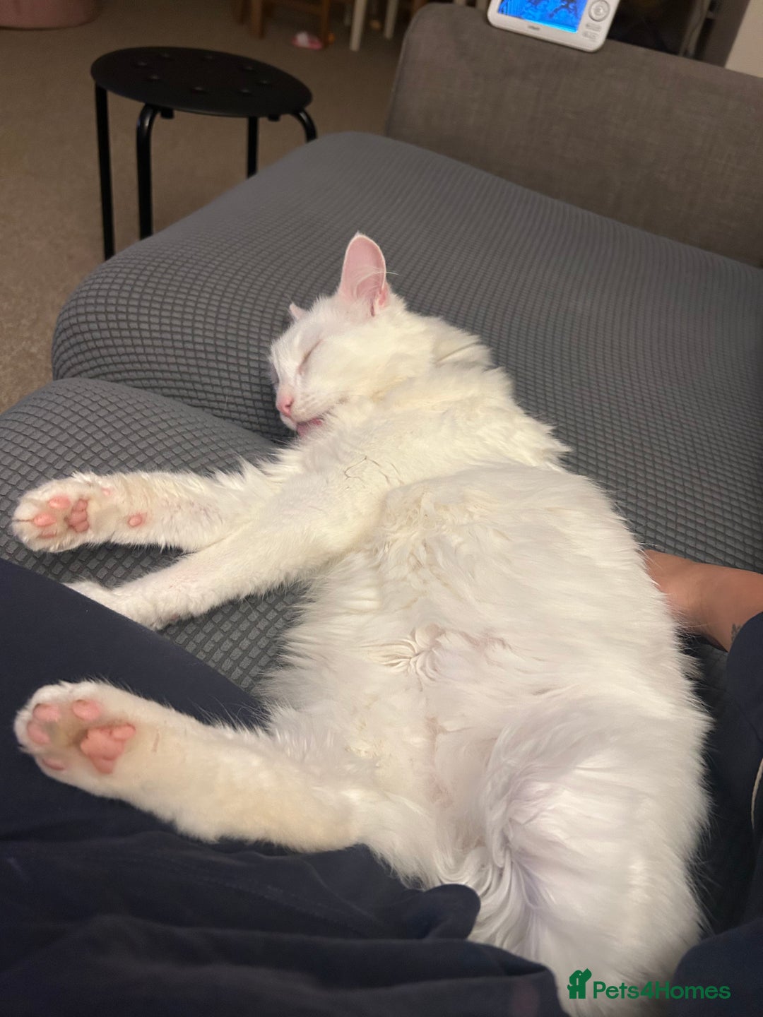 Domestic Shorthair cats for adoption:  Mike - the sweetest boy  - Advert 3