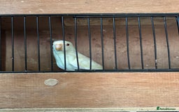 Parakeets birds for sale: Kakarikis  - Image 2