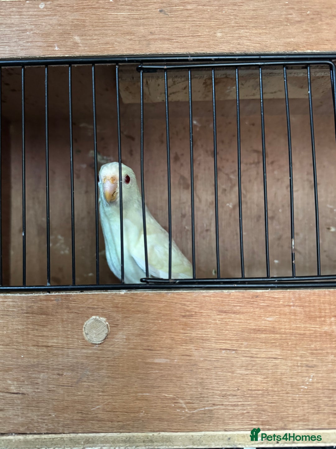 Parakeets birds for sale: Kakarikis  - Image 2