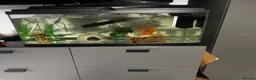 Axolotl reptiles for sale: 3.5 year old male axolotl + full set up for sale in Bristol - Advert 4