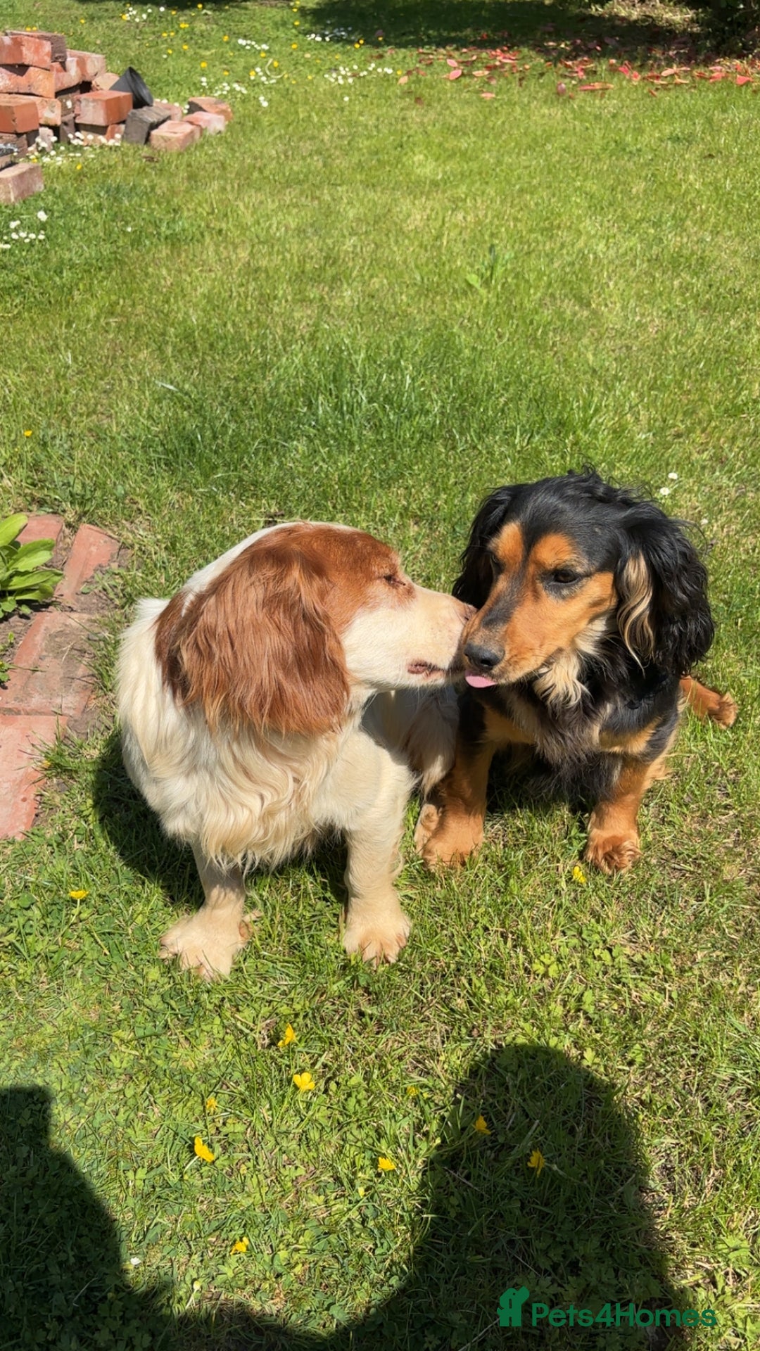 Cocker Spaniel dogs for sale: Cocker spaniel puppies - Image 4