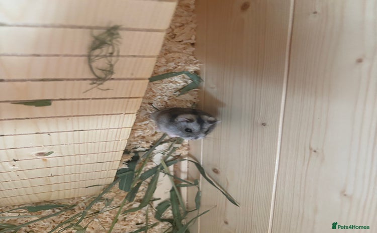 Hamster rodents - Advert 1