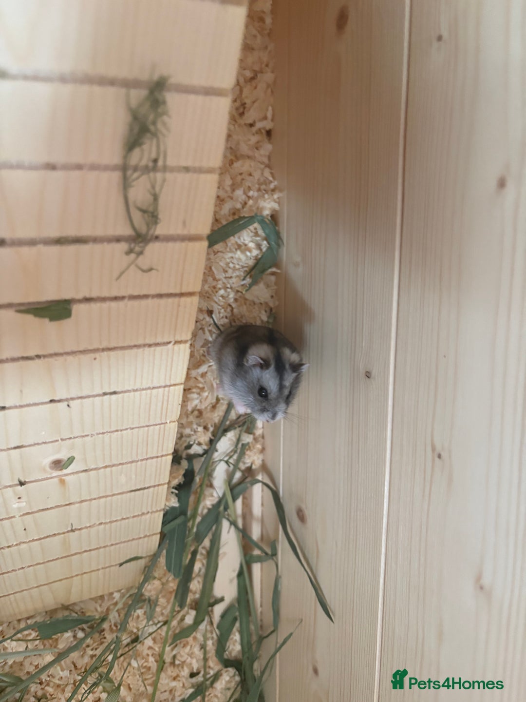 Hamster rodents for sale: Female dwarf hamster and set up  - Image 1
