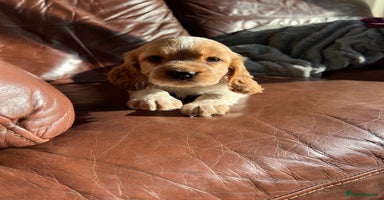 Cocker Spaniel dogs - Advert 3