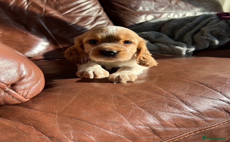 Cocker Spaniel dogs - Advert 2