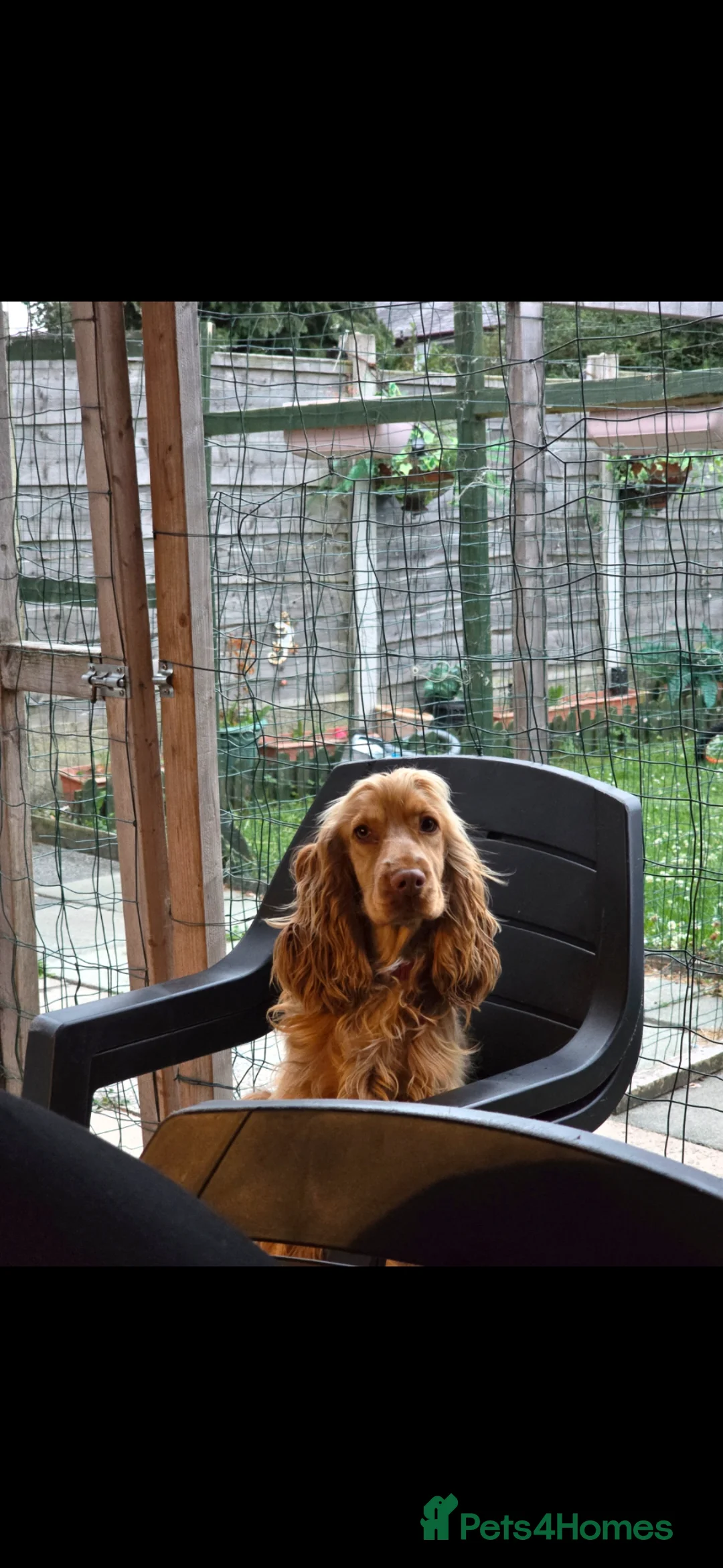 Cocker Spaniel dogs for sale:  Show Cocker Spaniel looking for a loving new home - Advert 2