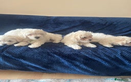 Bichon Frise dogs for sale: 4 adorable bichon puppy’s  - Image 10