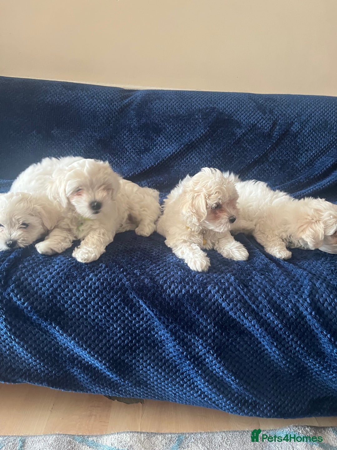 Bichon Frise dogs for sale: 4 adorable bichon puppy’s  - Image 10