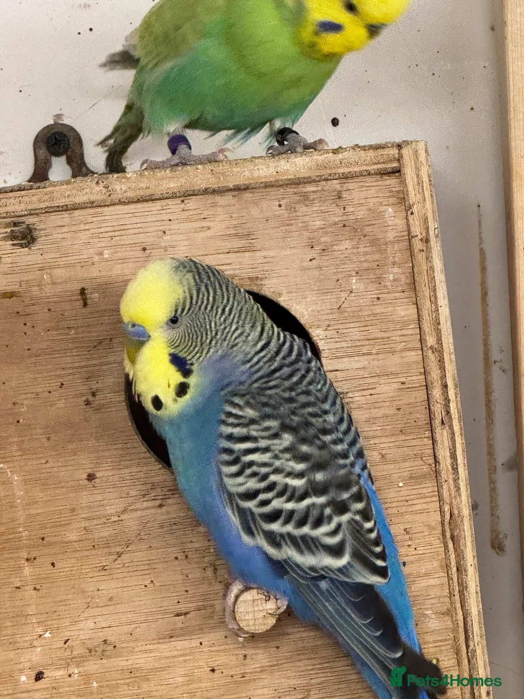 Budgerigars birds for sale: Rainbow male budgies  - Advert 2