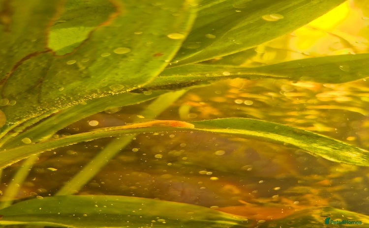 Plecos fish - Advert 1