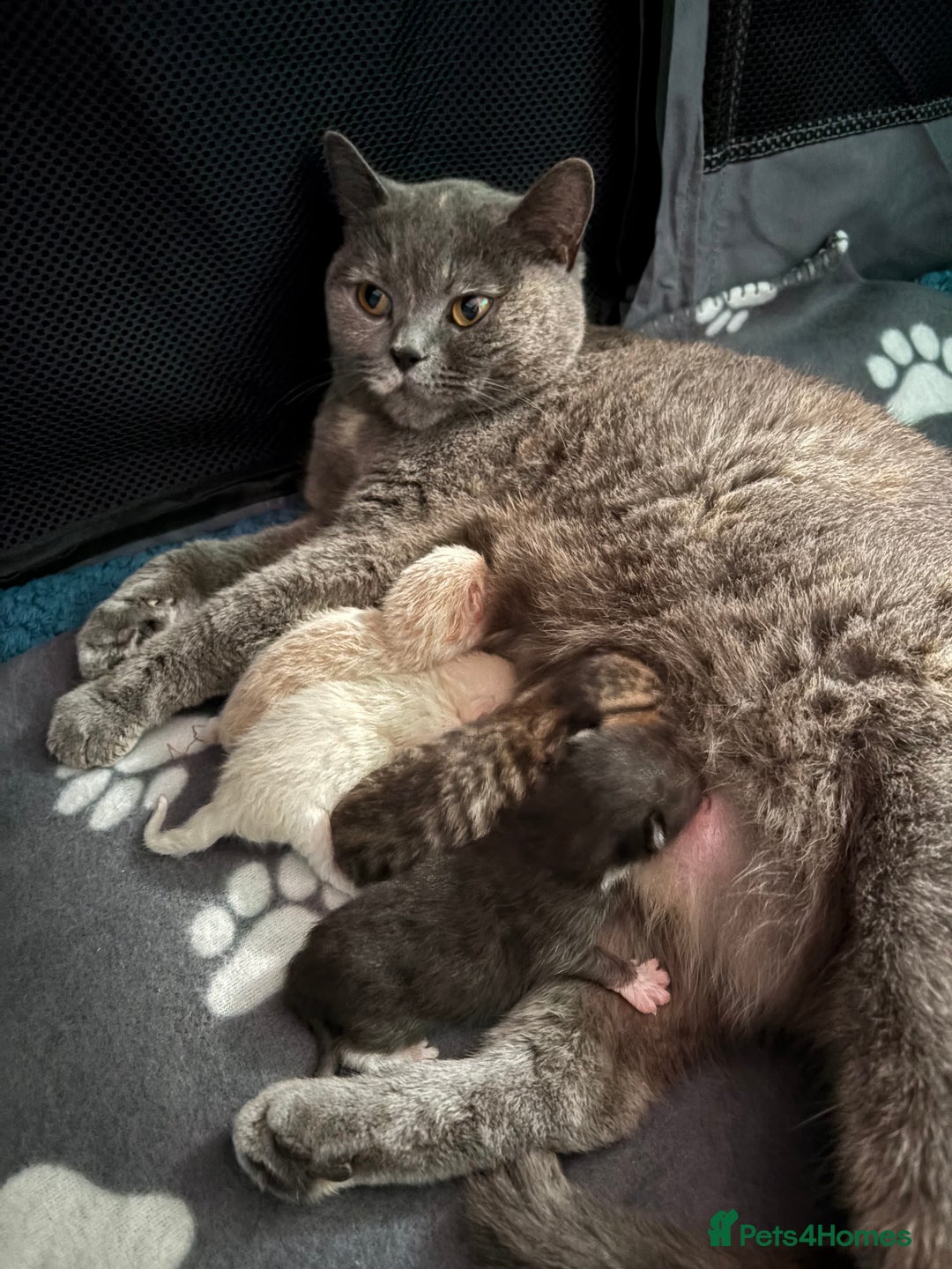 British Shorthair cats for sale: Luna’s Litter 🩶 - Image 7