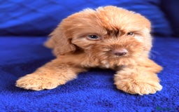 Cockapoo dogs for sale: Beautiful cockapoo puppies only  girls left  - Image 16