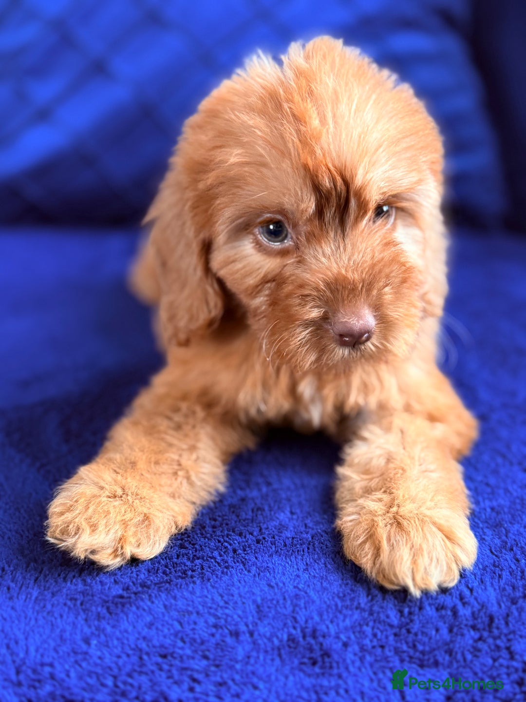 Cockapoo dogs for sale: Beautiful cockapoo puppies only  girls left  - Image 16