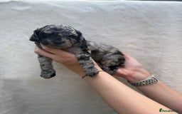 Mixed Breed dogs for sale: Cavapoo x cockapoo puppies in Loughborough - Image 13
