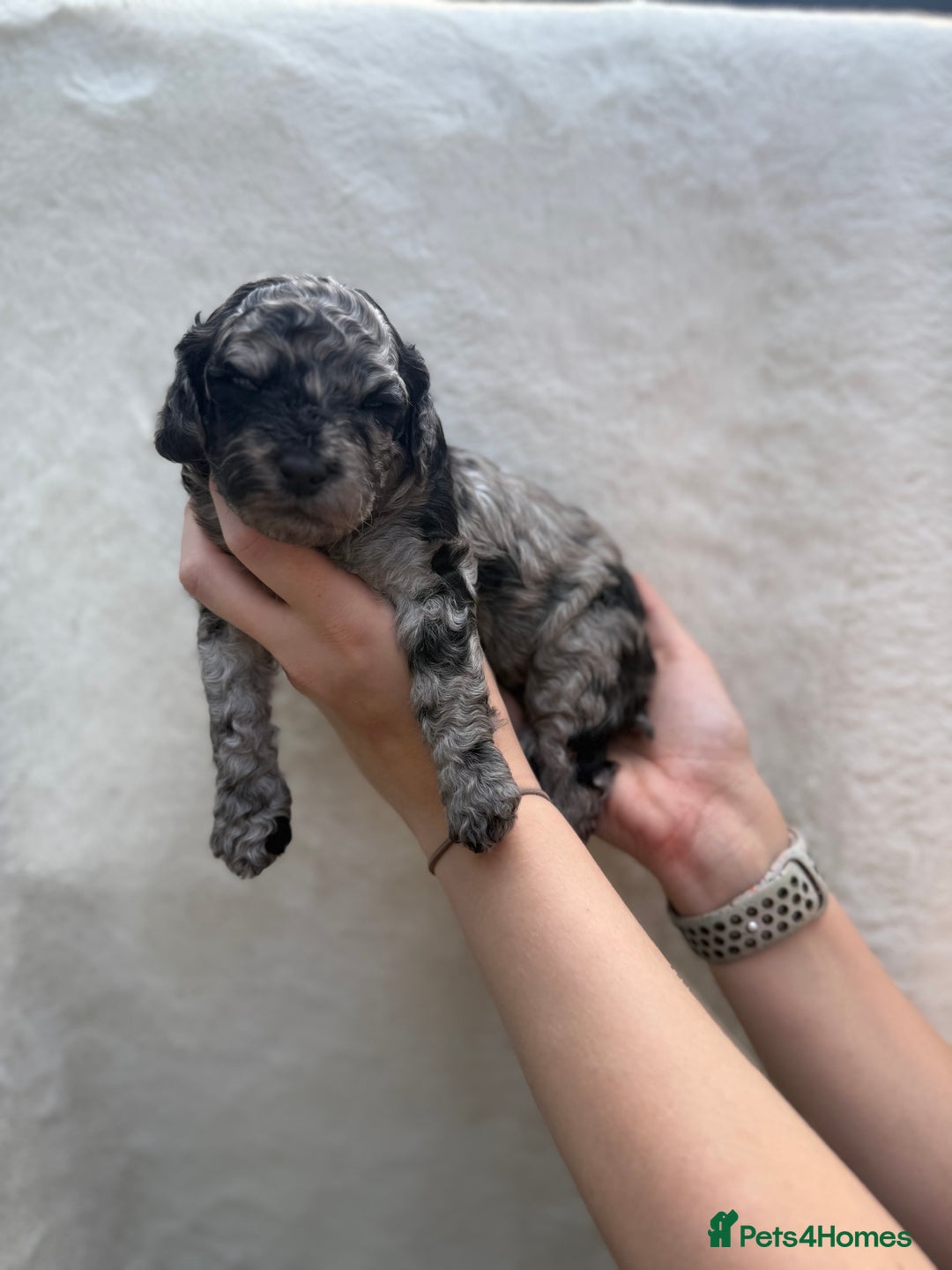 Mixed Breed dogs for sale: Cavapoo x cockapoo puppies in Loughborough - Image 13