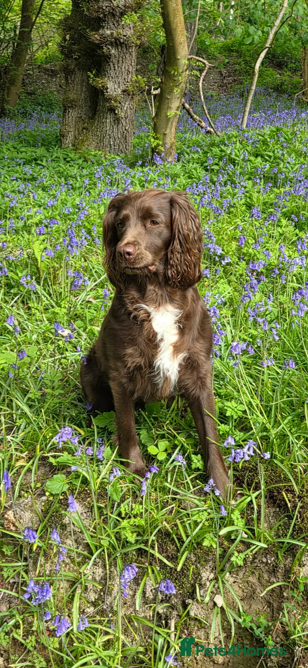 Sprocker dogs for sale: Working sprocker in Bucknell - Advert 2