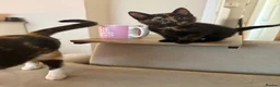 Mixed Breed cats for sale: Pretty tortie girl  - Advert 3