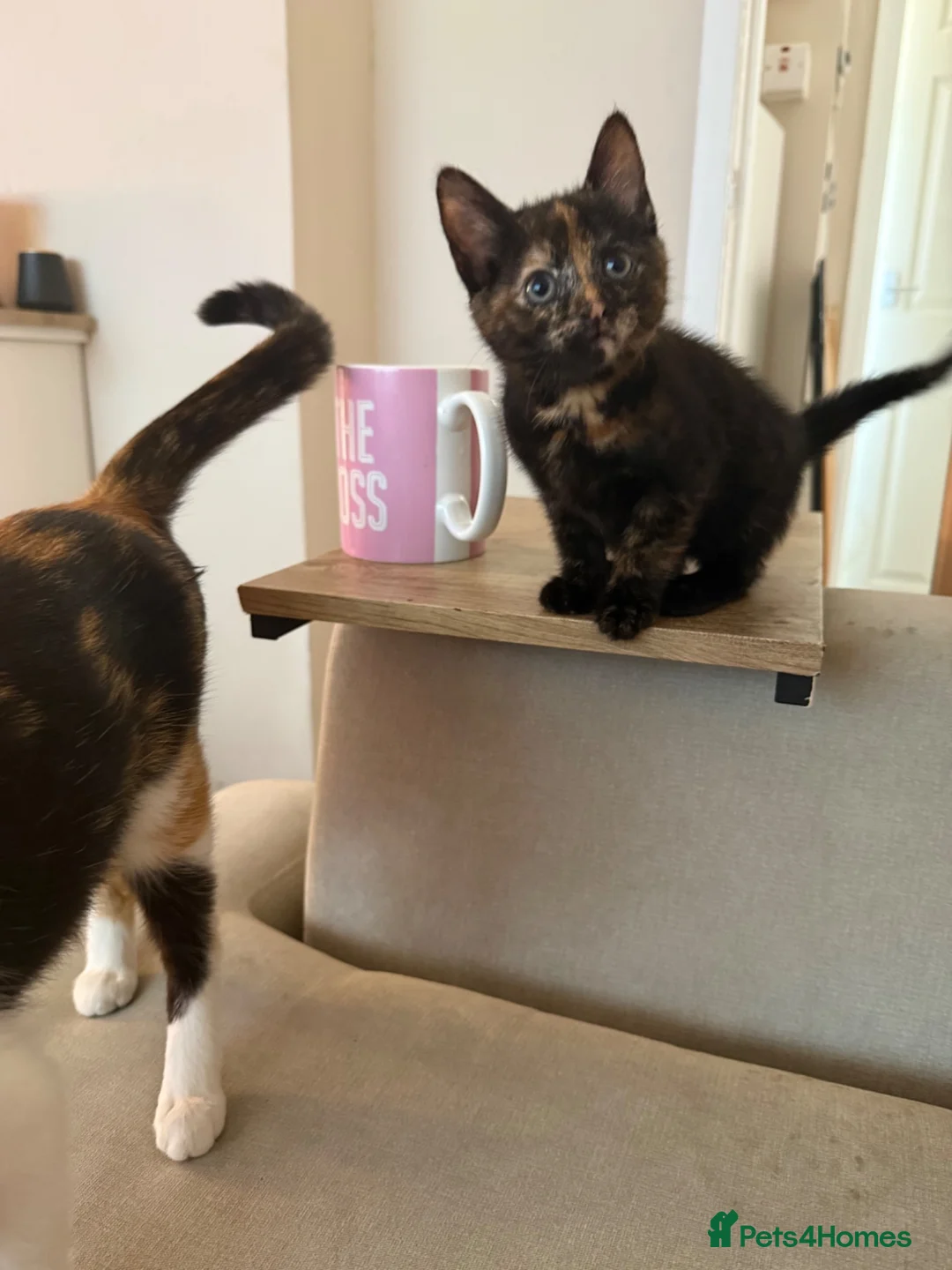 Mixed Breed cats for sale: Pretty tortie girl  - Advert 3
