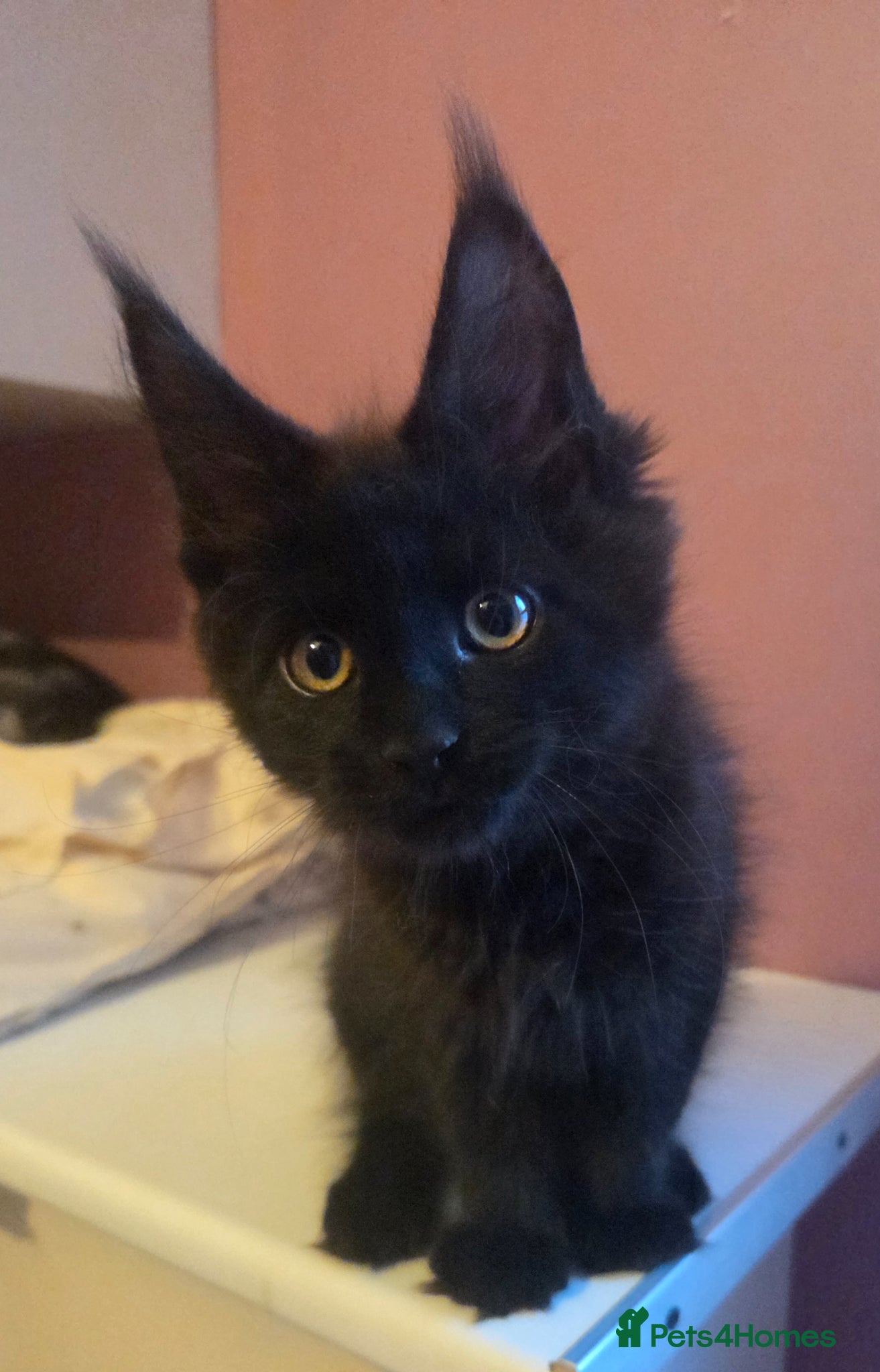 Maine Coon cats Tica Reg REDUCED mainecoon kittens READY NOW - Advert 10