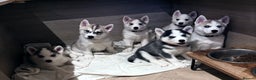 Siberian Husky dogs for sale: Beautiful Siberian Husky Puppies Ready to Reserve - Advert 1