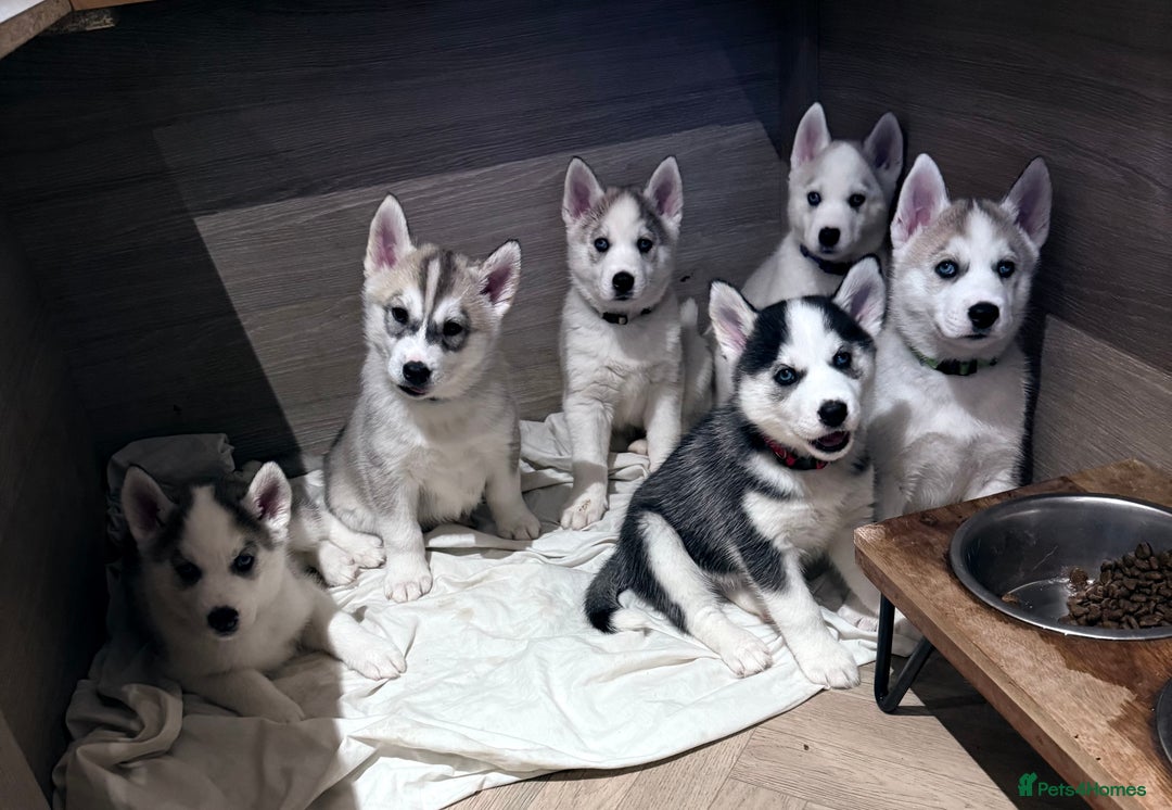 Siberian Husky dogs for sale: Beautiful Siberian Husky Puppies Ready to Reserve - Advert 1