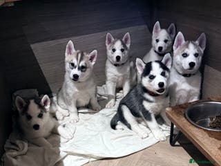 Siberian Husky dogs Beautiful Siberian Husky Puppies Ready to Reserve - Advert 9