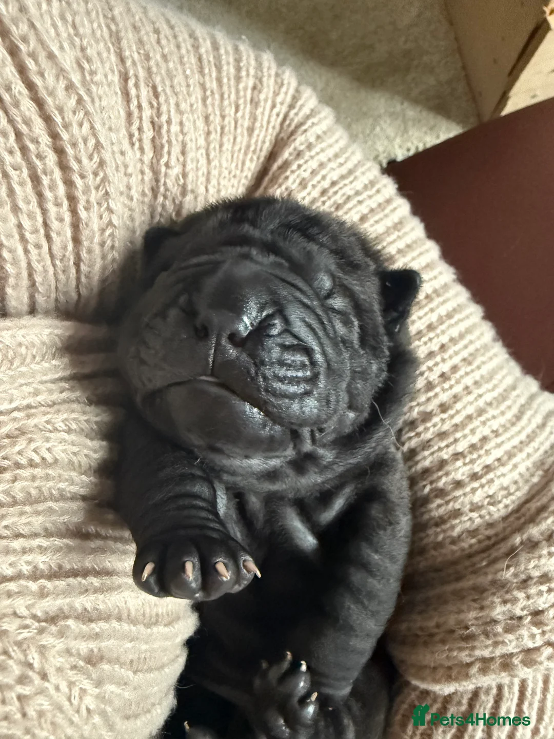 Shar Pei dogs for sale: Beautiful pure shar pei puppies - Advert 22